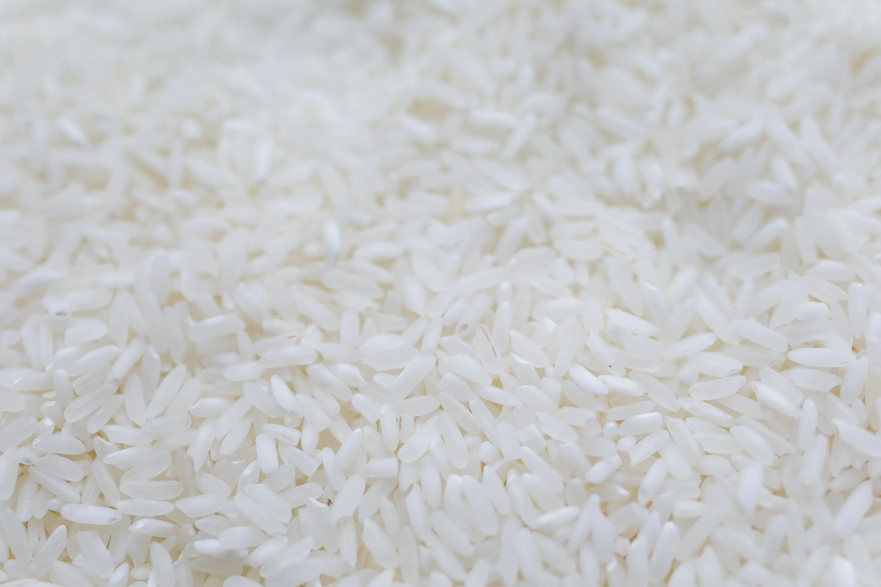 Close-up of uncooked white rice grains