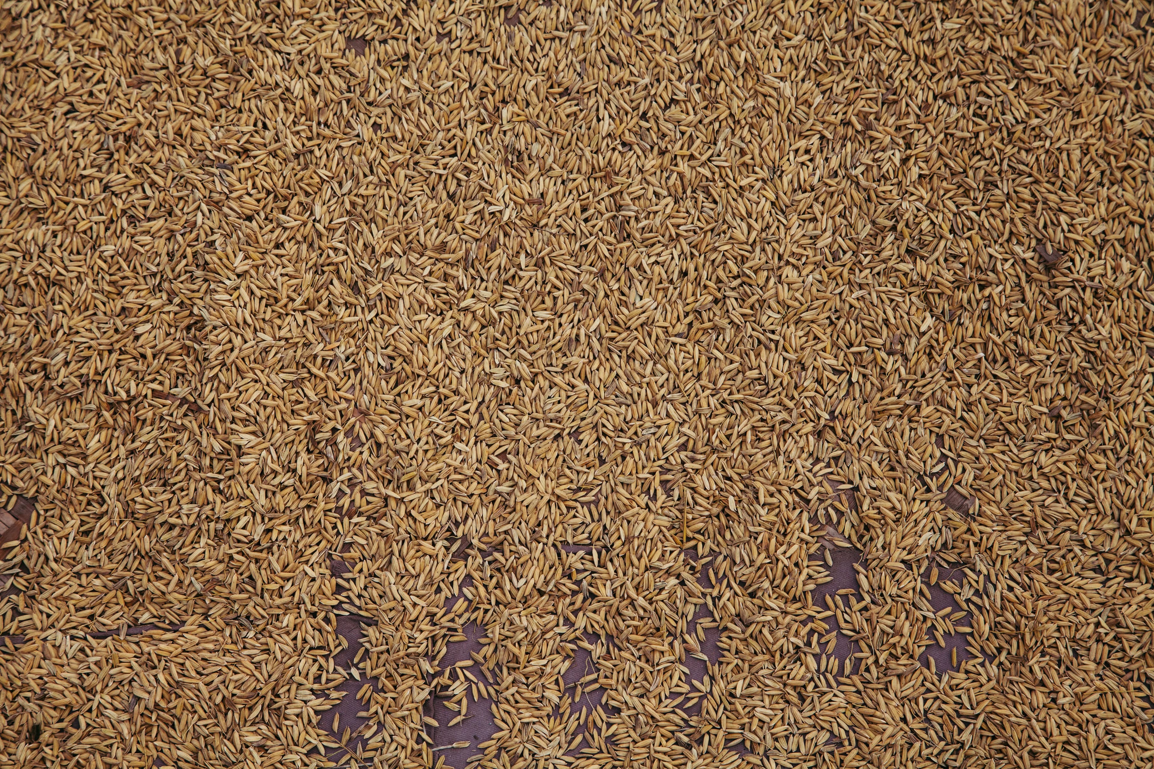Heap of brown rice grains on a wooden surface